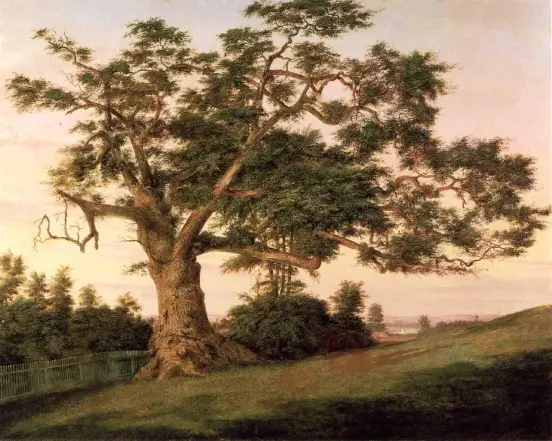 Charter oak
